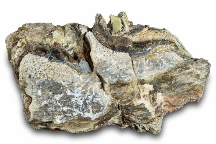 Fossil Titanothere (Megacerops) Jaw Section - Nebraska #281723